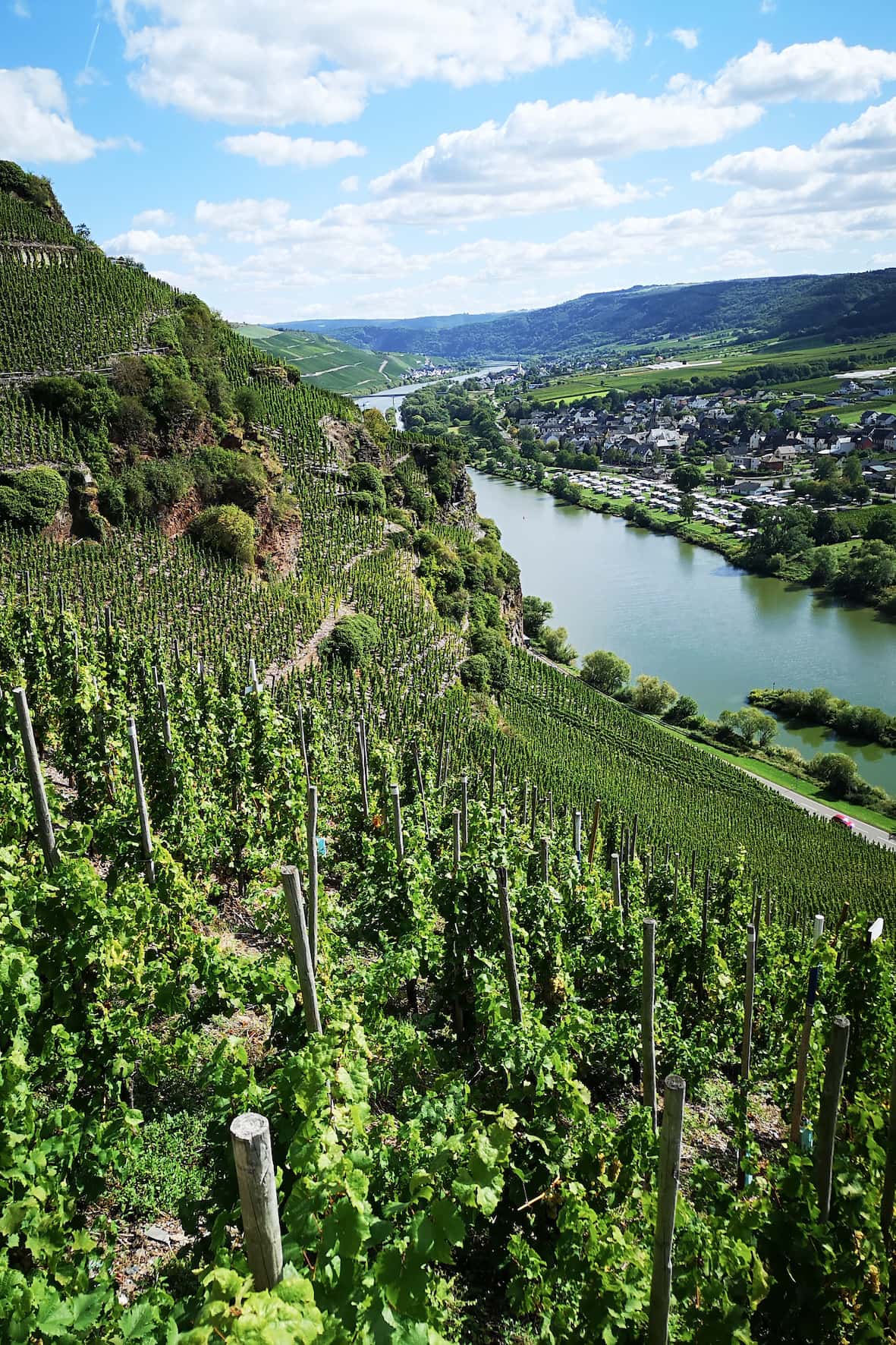 Dr. Loosens 2019 GG Réserve Rieslinge erreichen neue Sphären