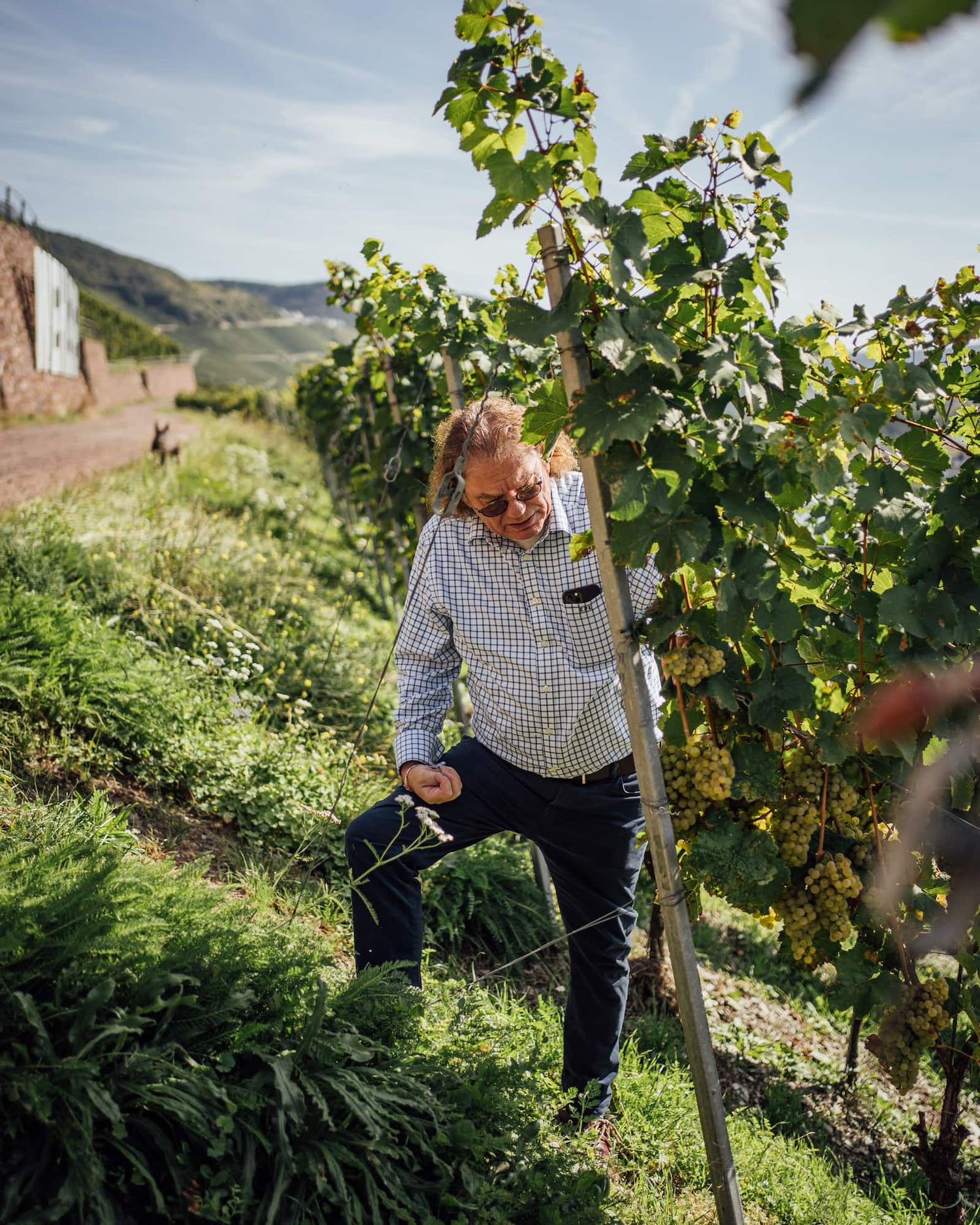 Bild von Ernst F. Loosen am Weinberg