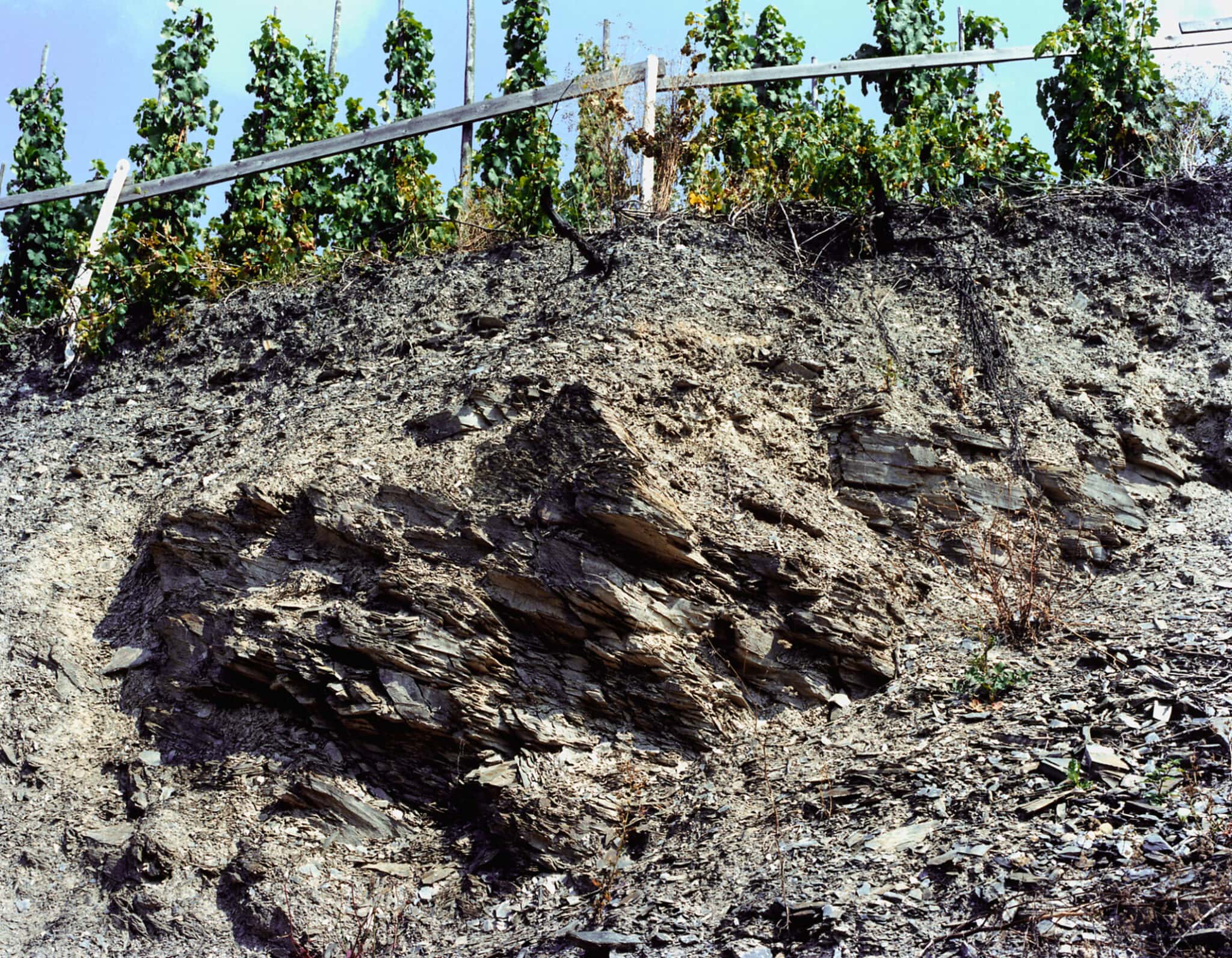 Schieferboden am Weinberg des Weinguts Doktor Loosen