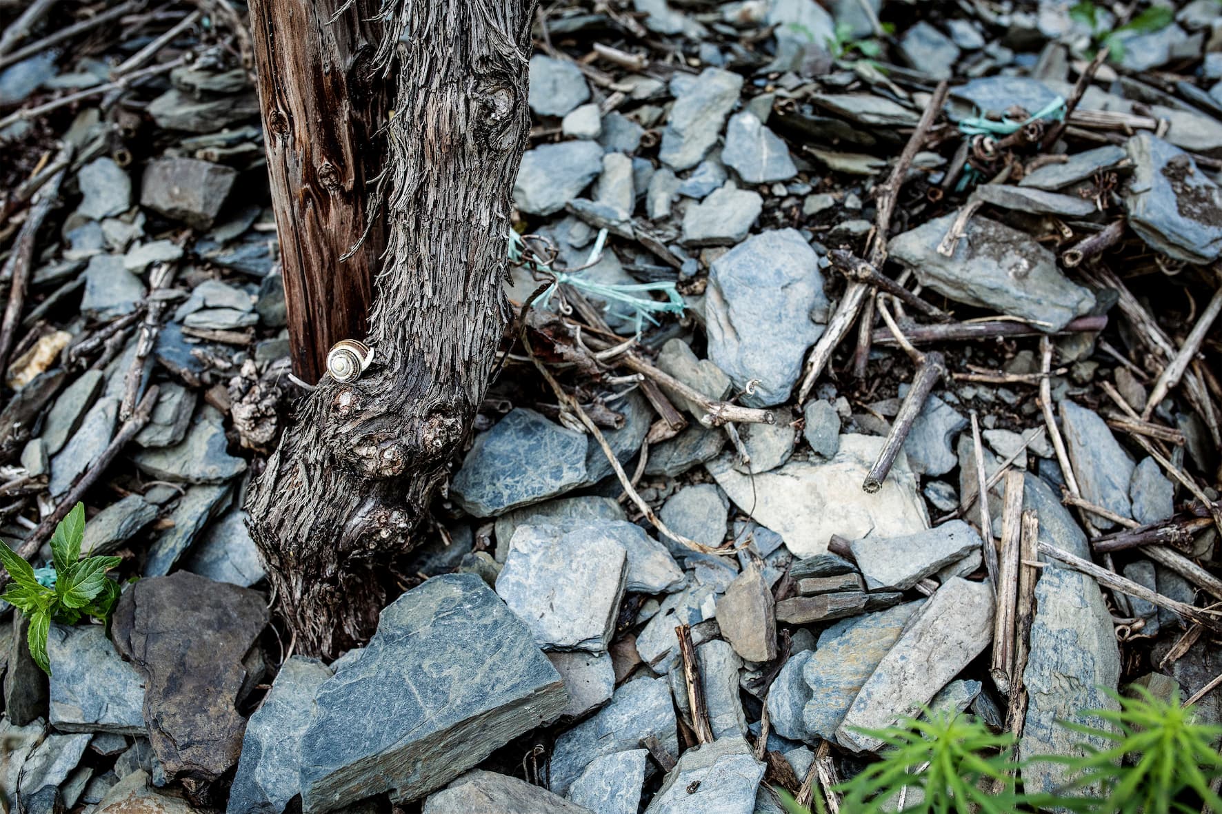 Blauer Schieferboden am Weinberg des Weinguts Doktor Loosen