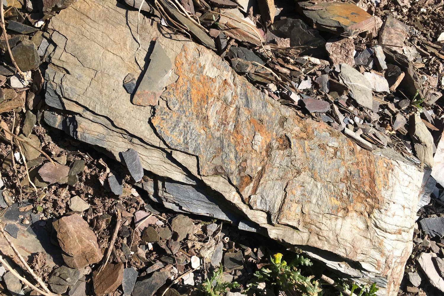 Schieferboden am Weinberg des Weinguts Doktor Loosen