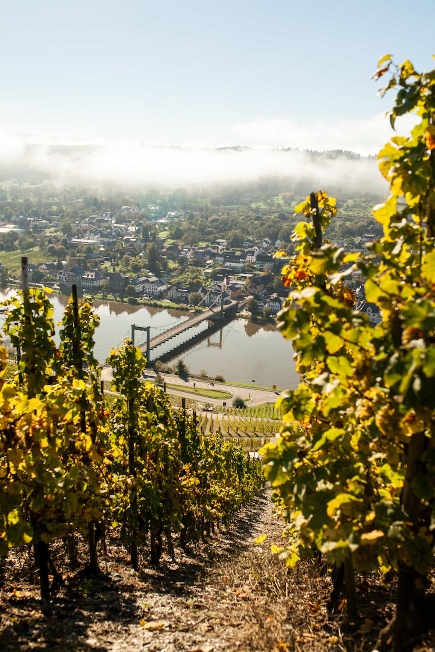 Panoramaausblick von der Lage „Wehlener Sonnenuhr” 
