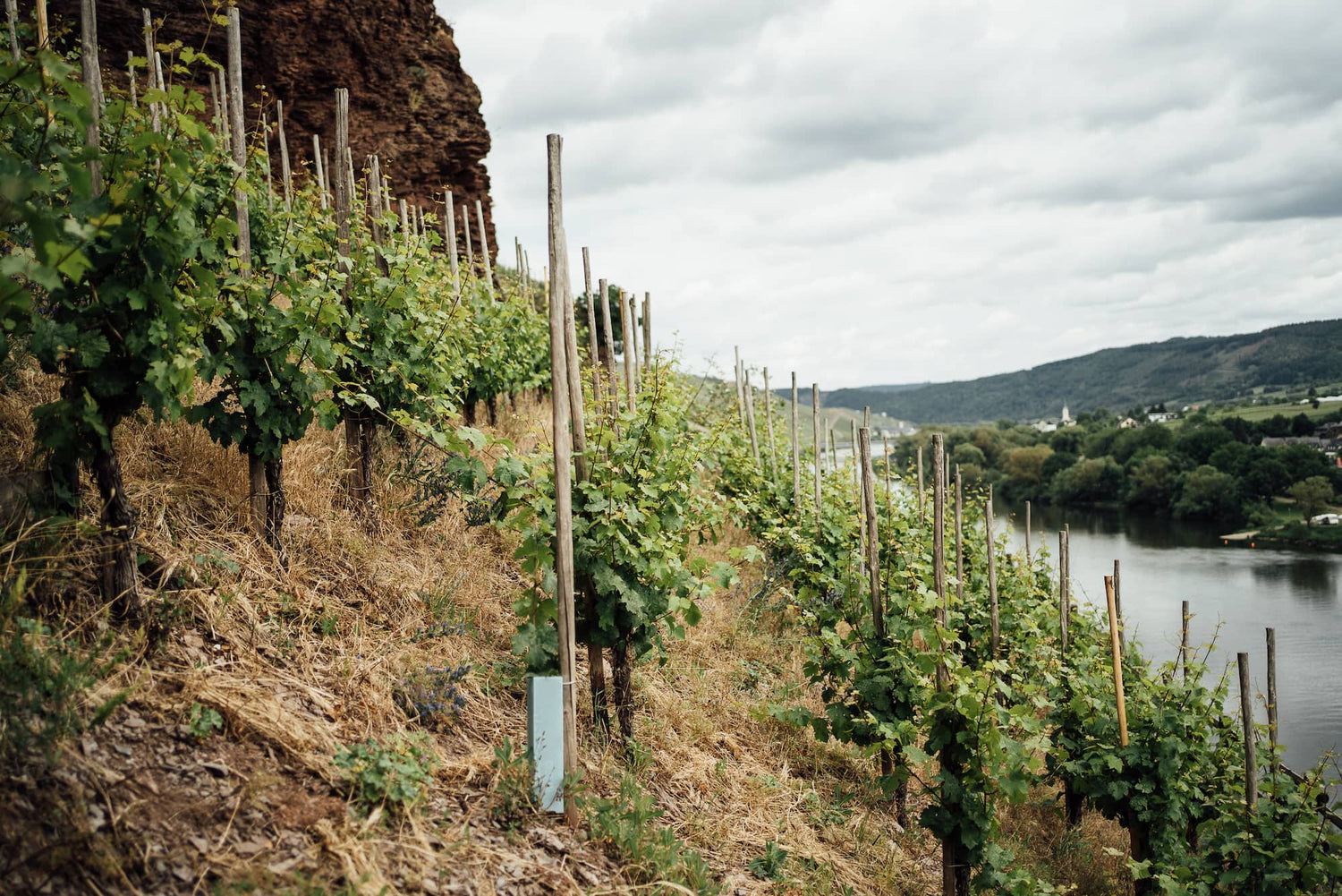 Alte Reben am Weingut Doktor Loosen mit Panoramaausblick von der Lage
